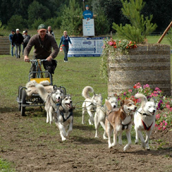 Dogworker und Musher Daniel Hurst mit seinen Huskys